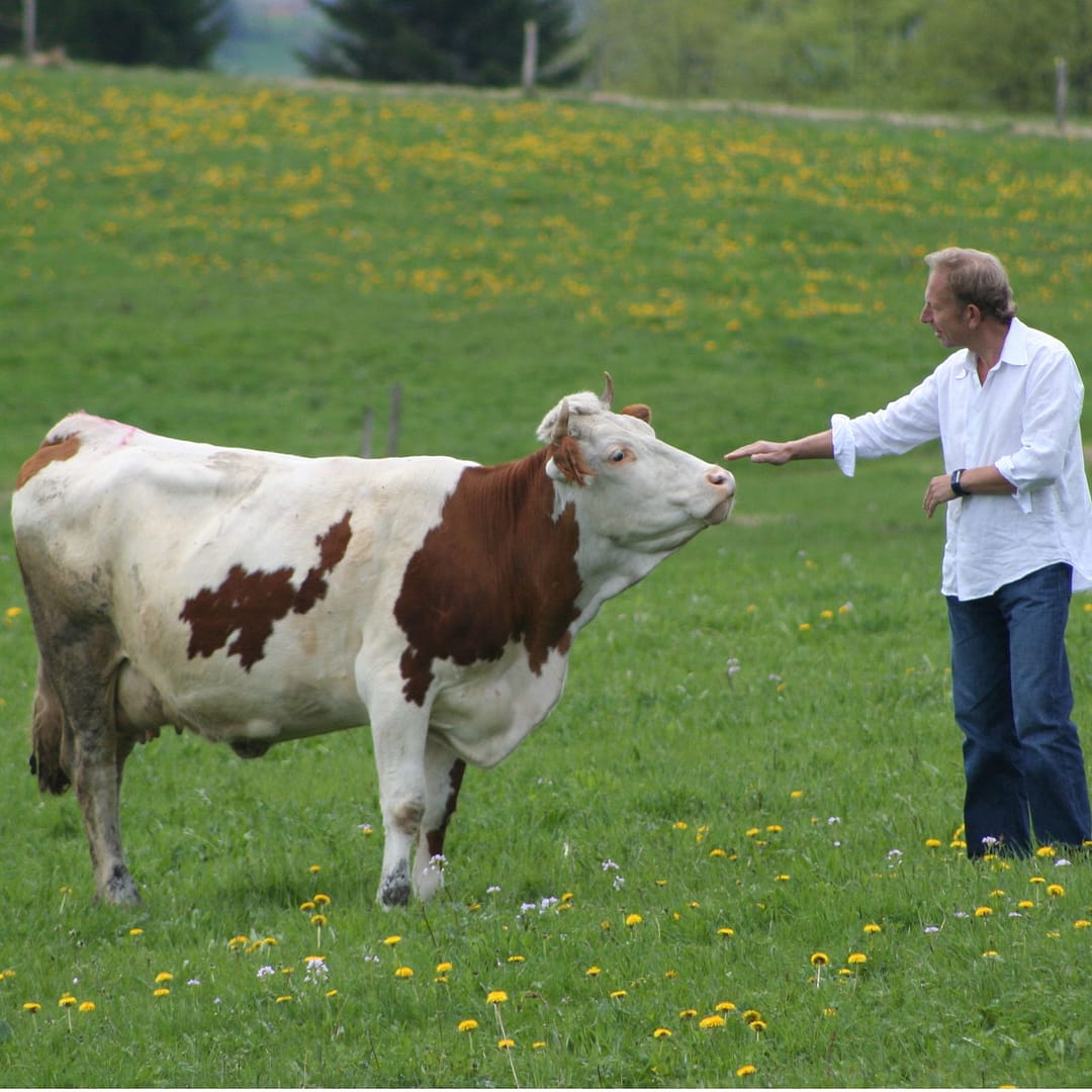Will Studd With Cow Comte