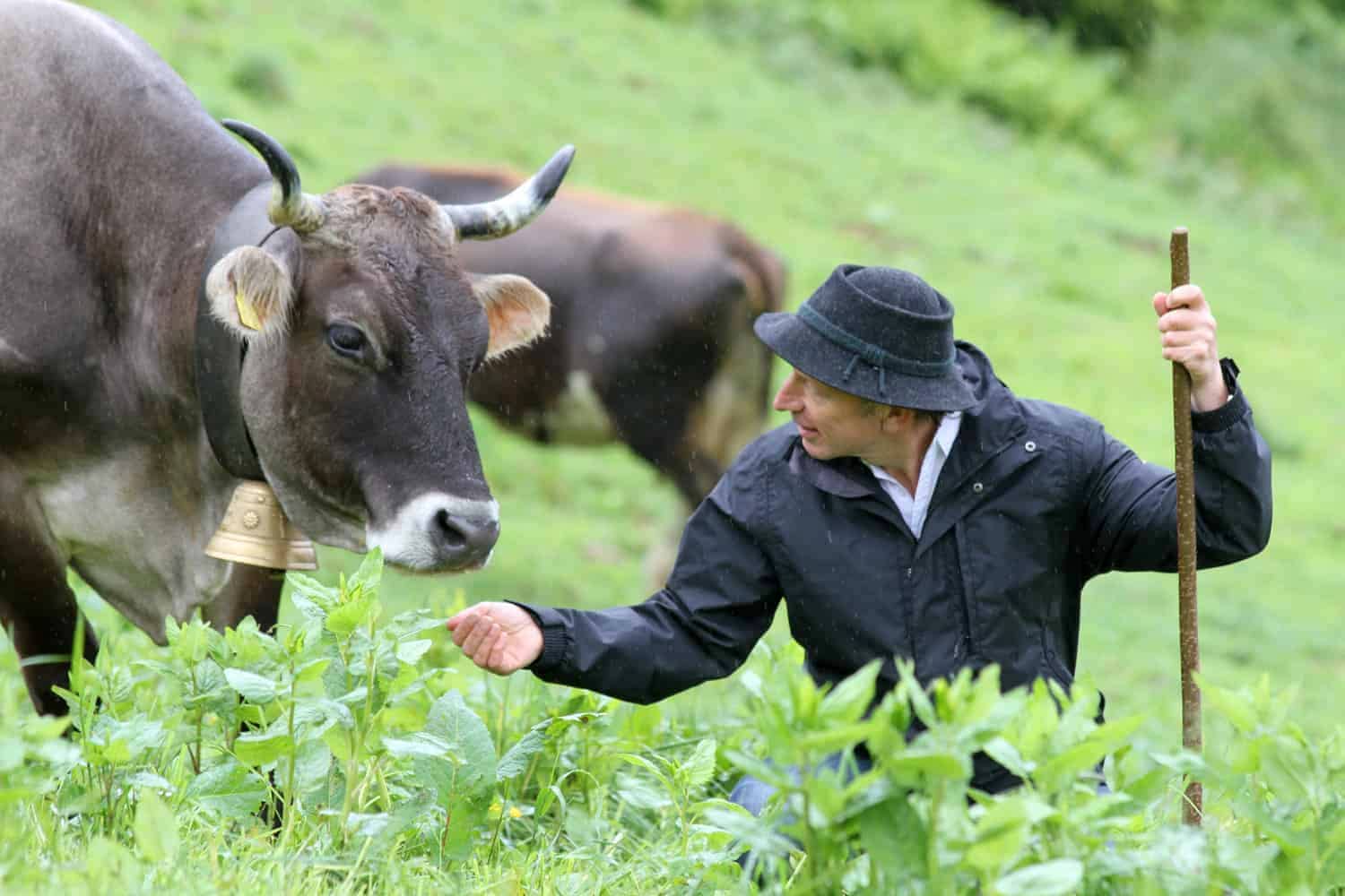 Will Studd with Cow